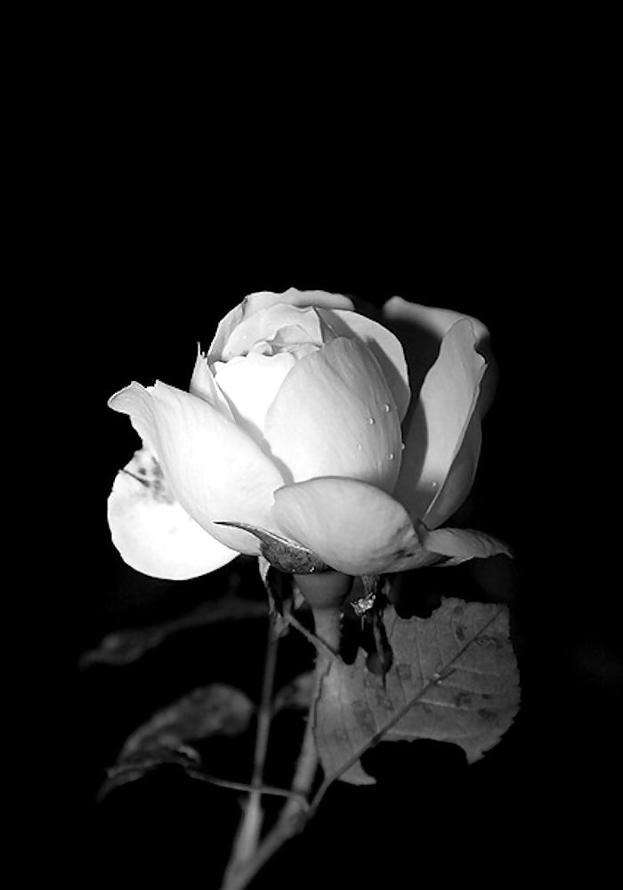 Rosa hermosa
 #2047067