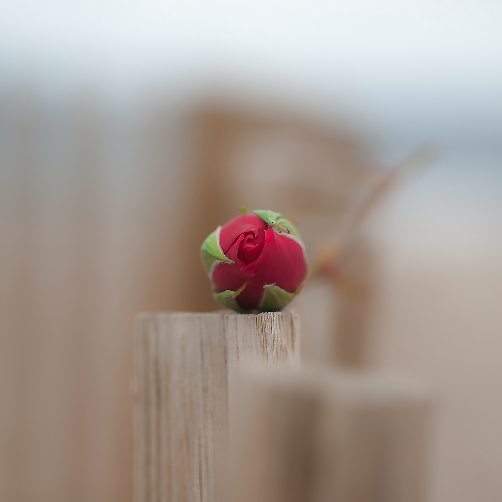 Rosa hermosa
 #2047075