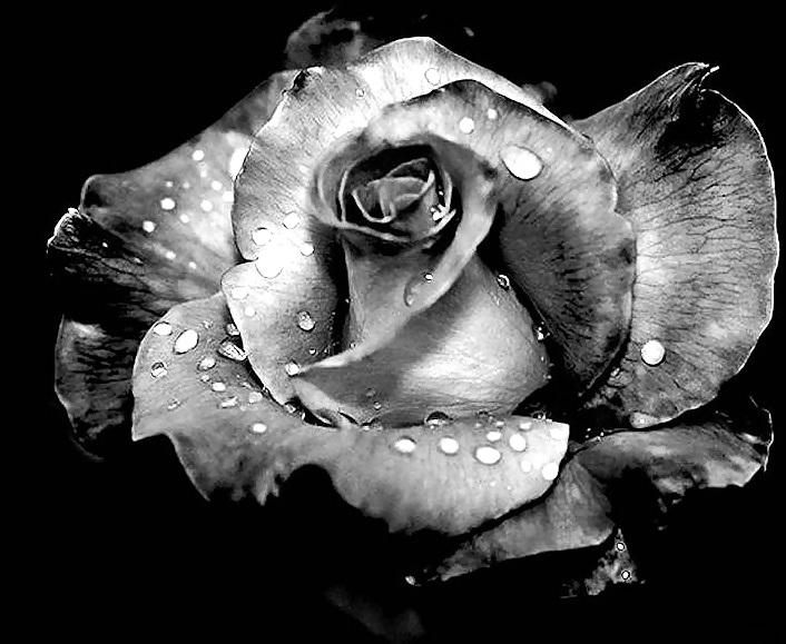 Rosa hermosa
 #2047082