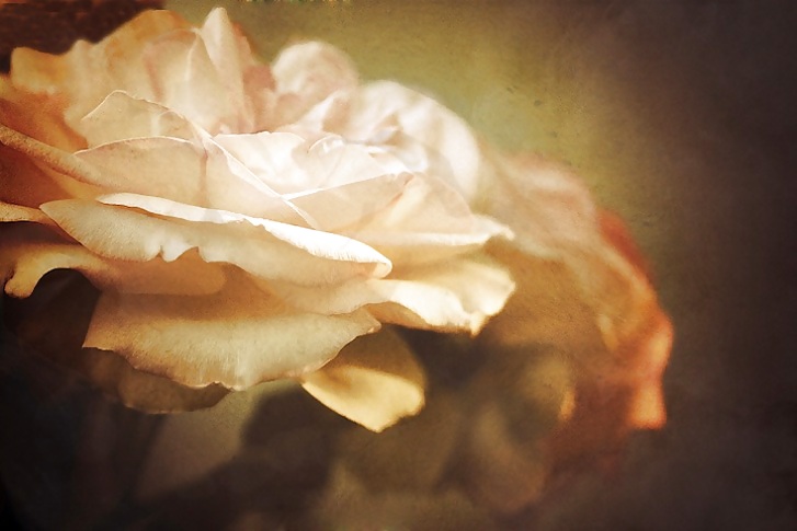 Rosa hermosa
 #2047087