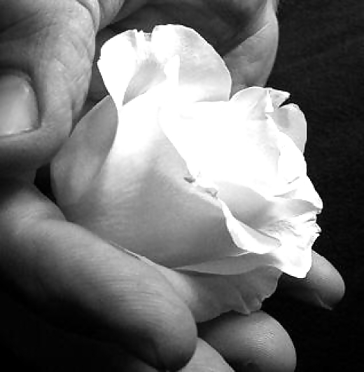 Rosa hermosa
 #2047095