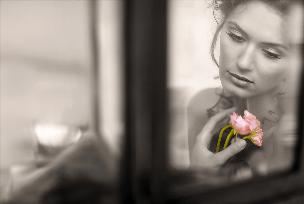 Rosa hermosa
 #2047101