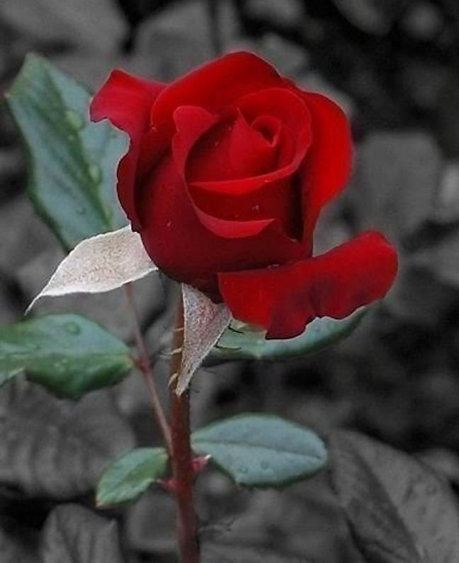 Rosa hermosa
 #2047112