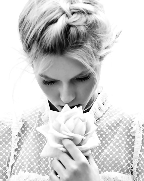 Rosa hermosa
 #2047118