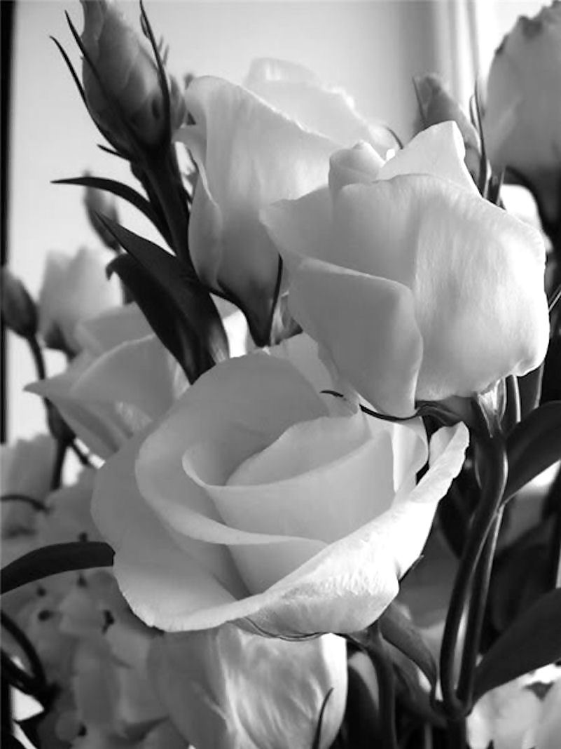 Rosa hermosa
 #2047127