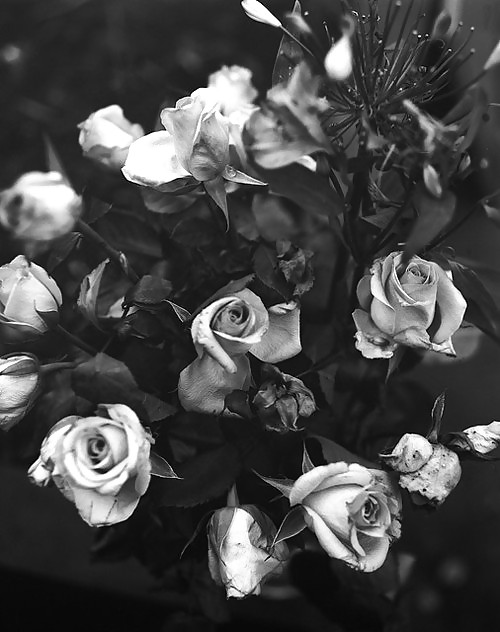 Rosa hermosa
 #2047132