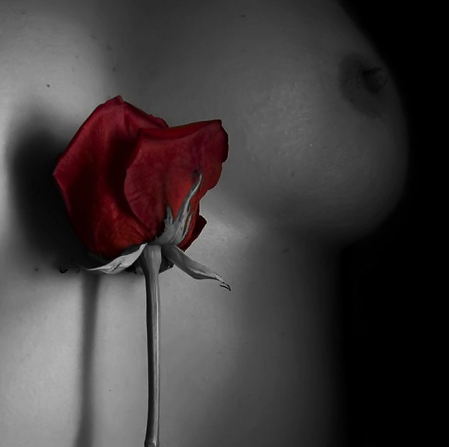 Rosa hermosa
 #2047138