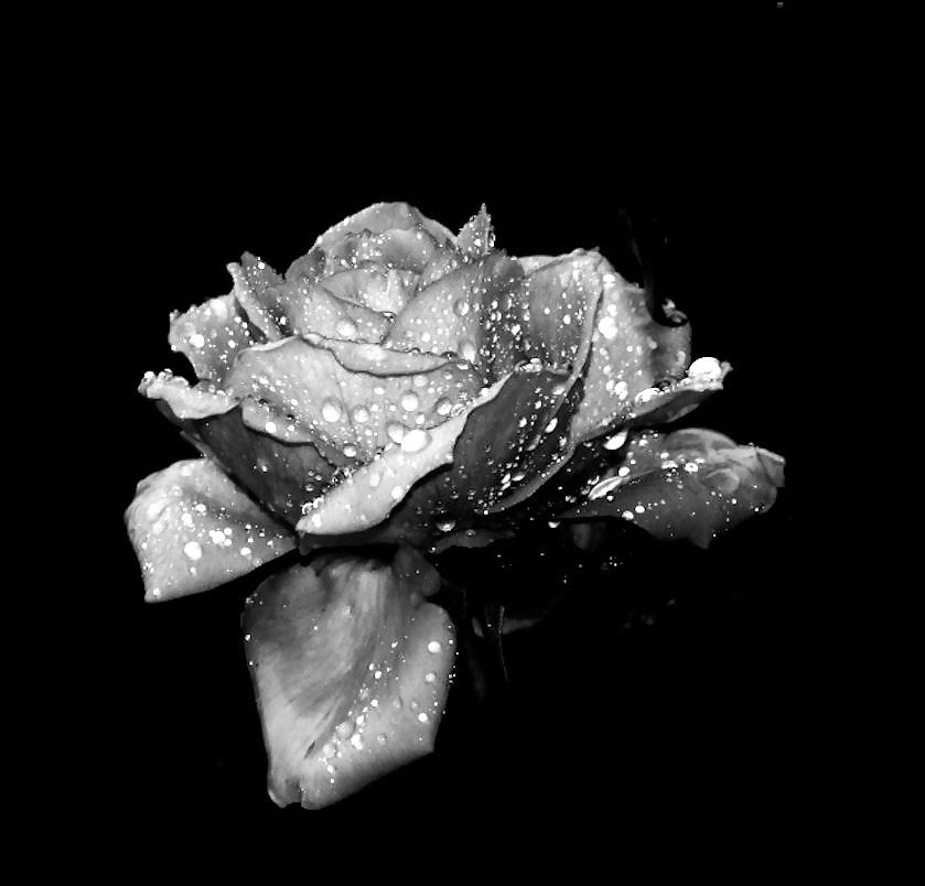 Rosa hermosa
 #2047143