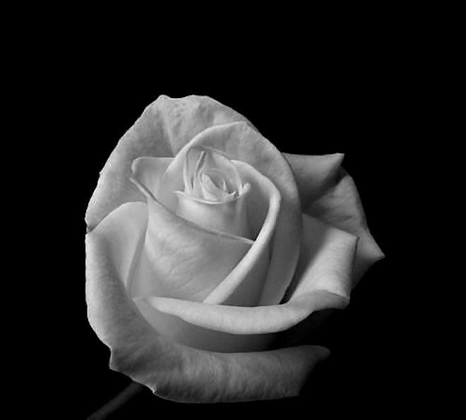 Rosa hermosa
 #2047171