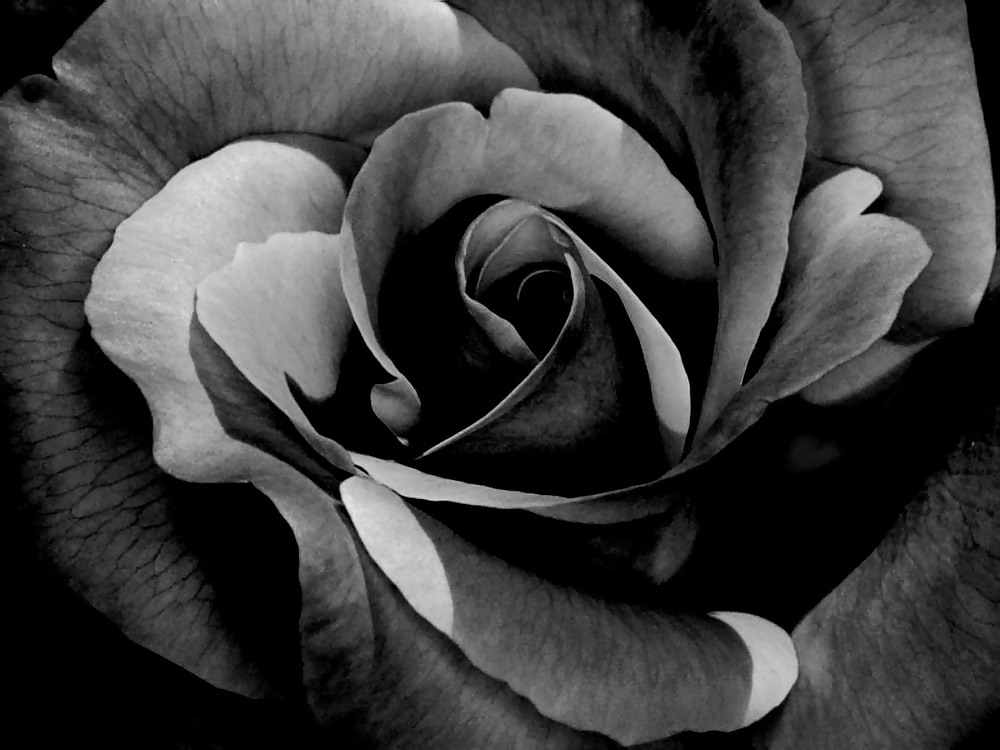 Rosa hermosa
 #2047176