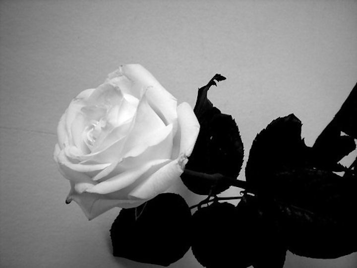 Rosa hermosa
 #2047181