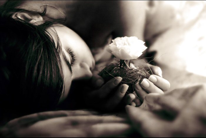 Rosa hermosa
 #2047185