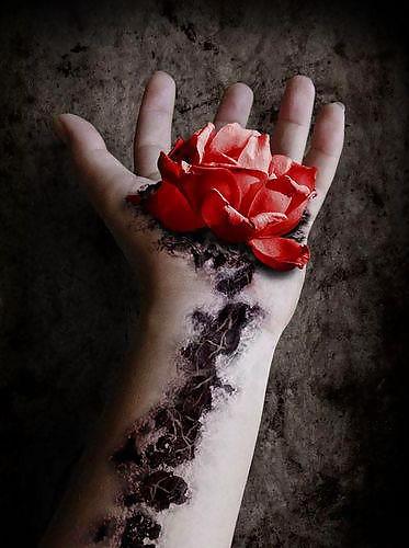 Rosa hermosa
 #2047189