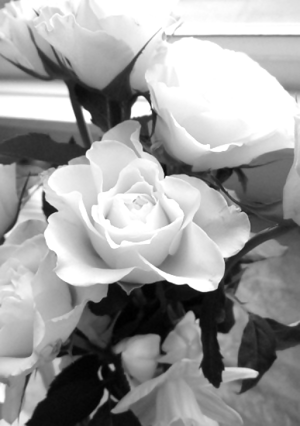 Rosa hermosa
 #2047202