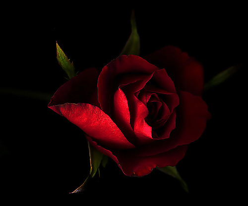 Rosa hermosa
 #2047208