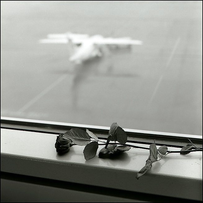 Rosa hermosa
 #2047214