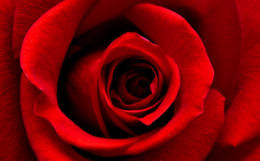 Rosa hermosa
 #2047219