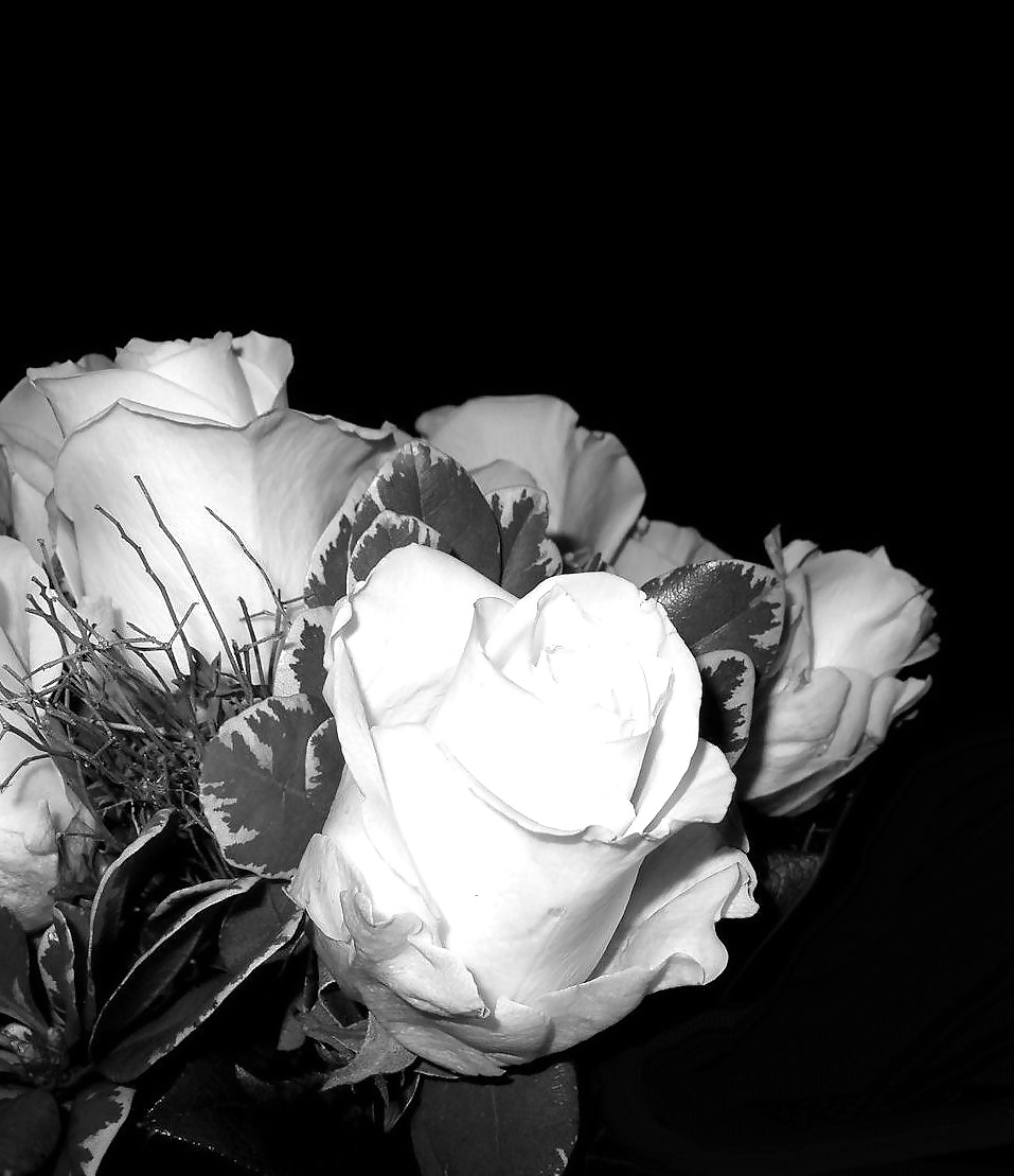 Rosa hermosa
 #2047225