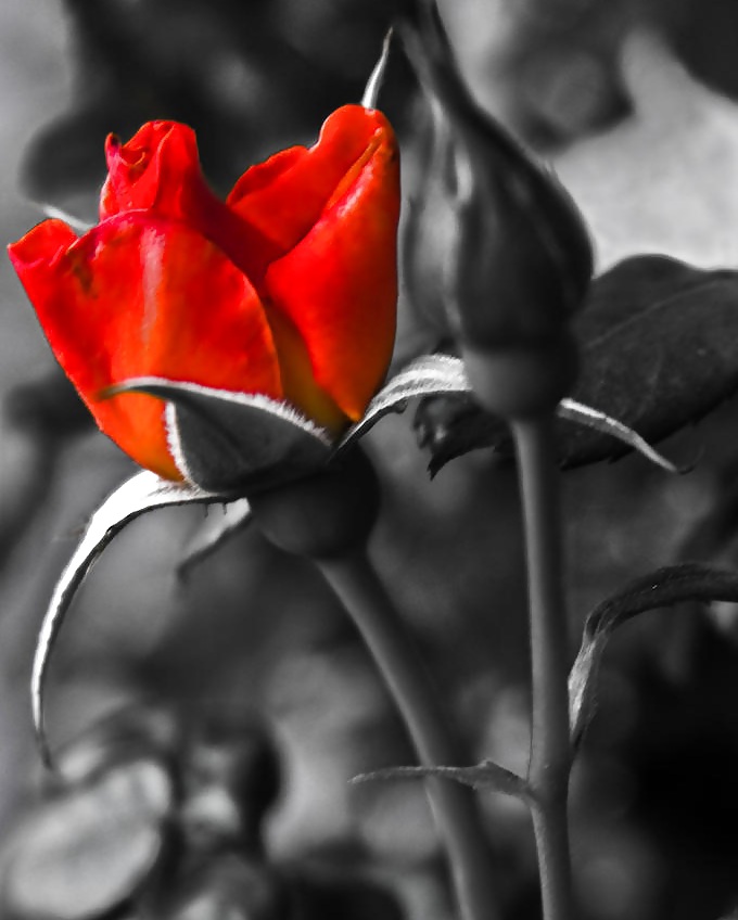 Rosa hermosa
 #2047234