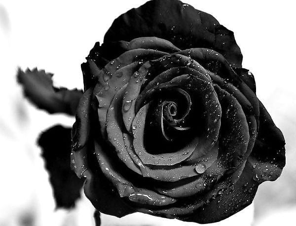 Rosa hermosa
 #2047241