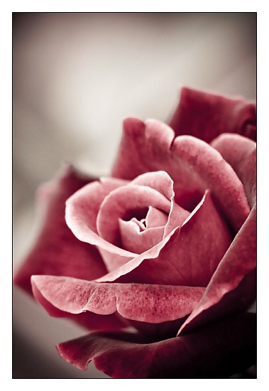 Rosa hermosa
 #2047249