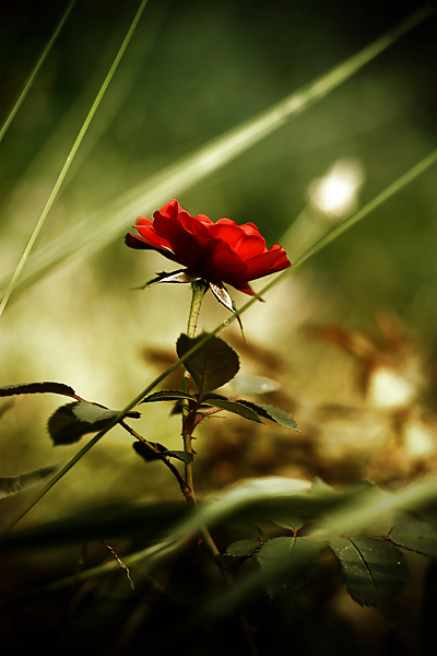 Rosa hermosa
 #2047257