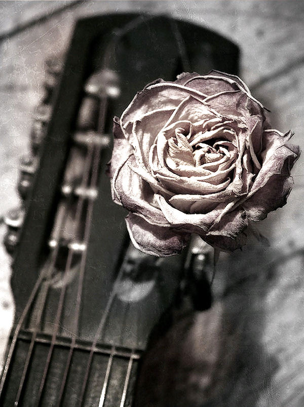 Rosa hermosa
 #2047266