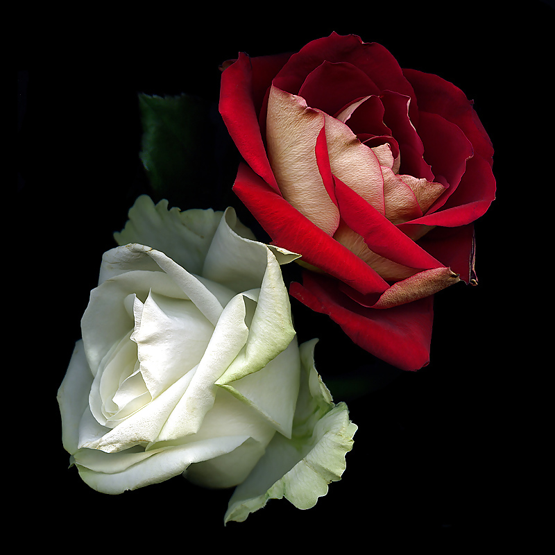 Rosa hermosa
 #2047281