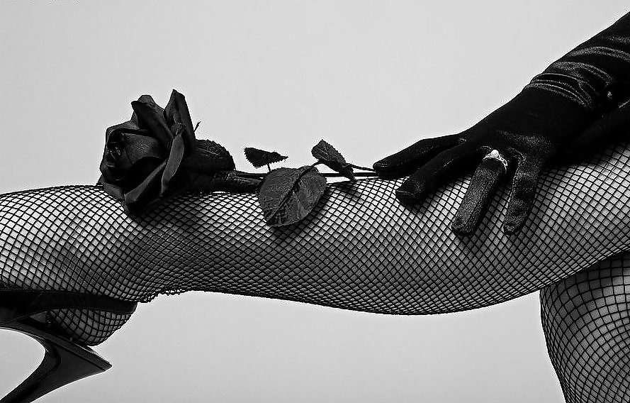 Rosa hermosa
 #2047289