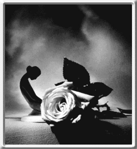 Rosa hermosa
 #2047295