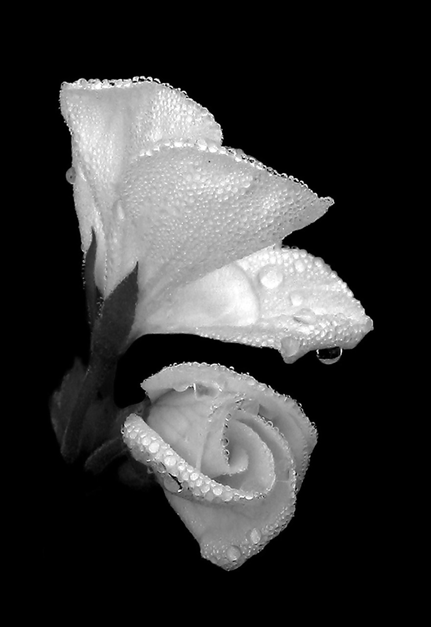 Rosa hermosa
 #2047301