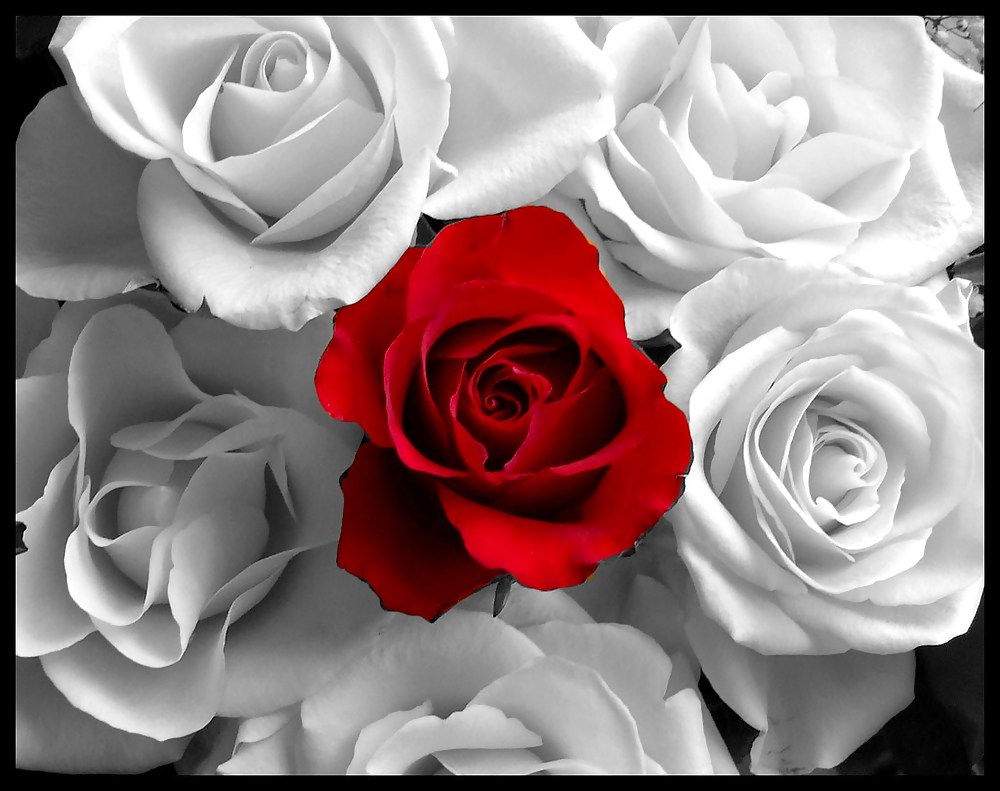 Rosa hermosa
 #2047309