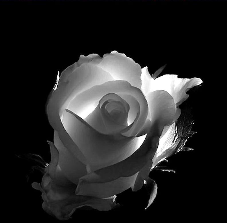 Rosa hermosa
 #2047314