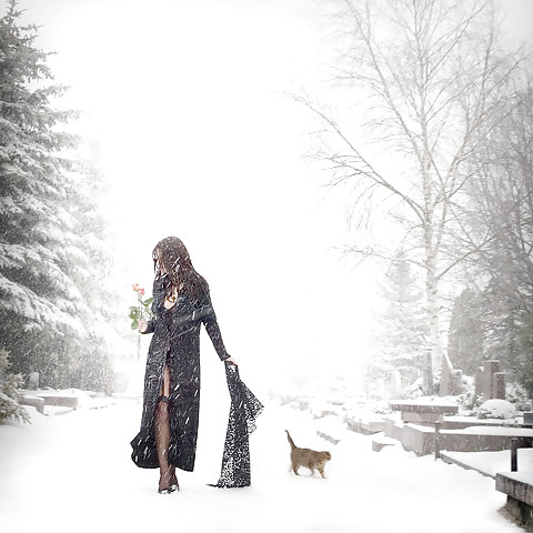 Rosa hermosa
 #2047325