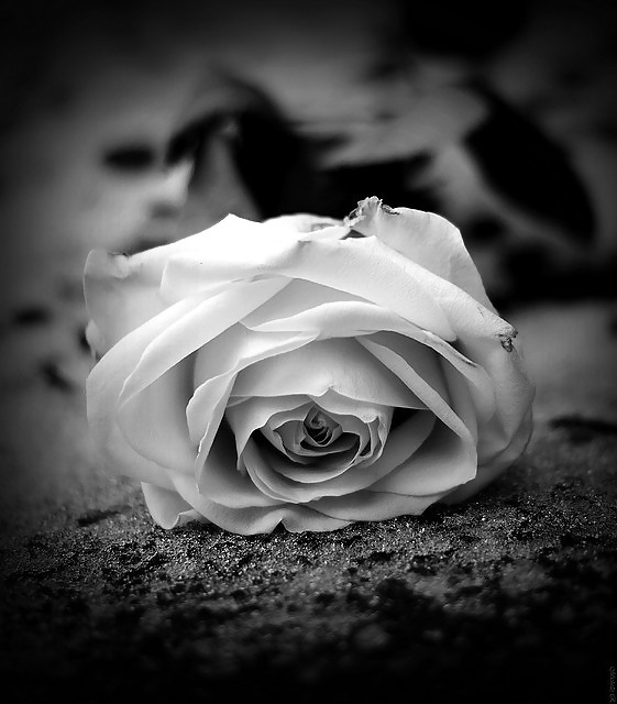 Rosa hermosa
 #2047327