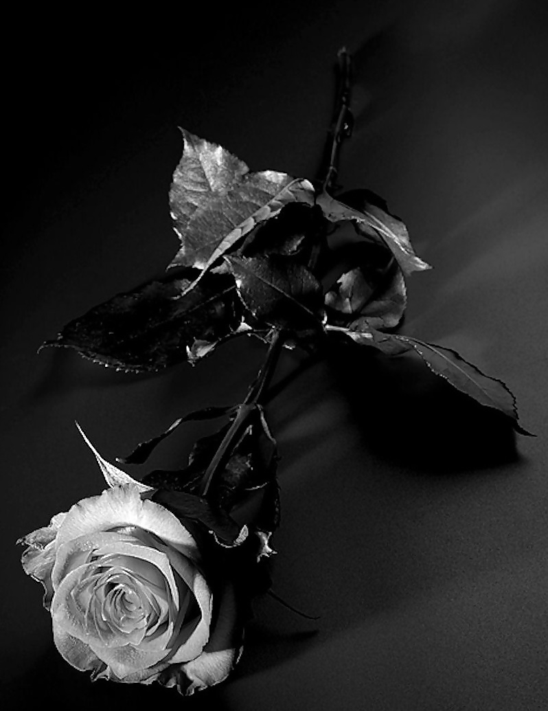 Rosa hermosa
 #2047337