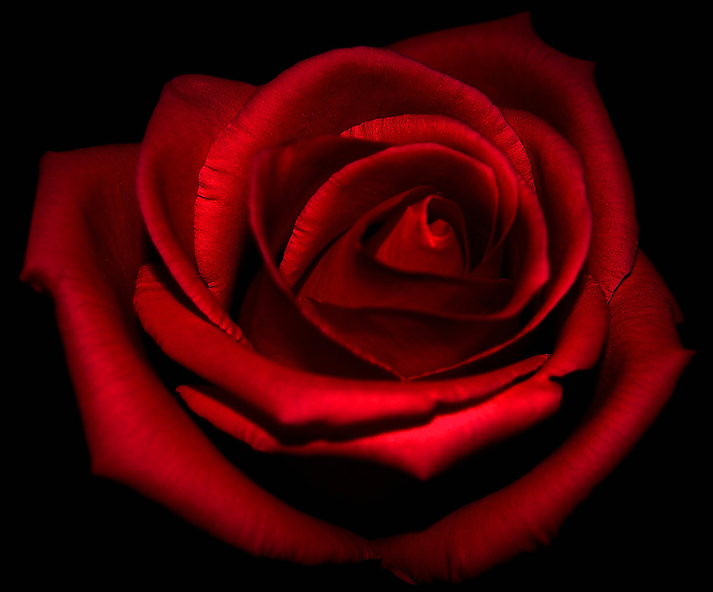 Rosa hermosa
 #2047346