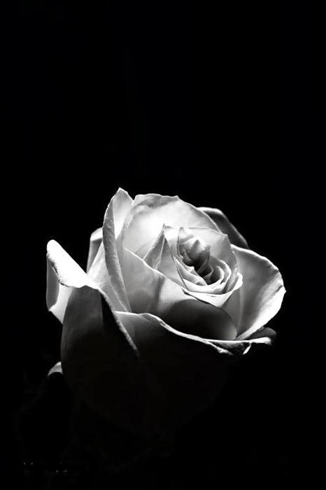 Rosa hermosa
 #2047350