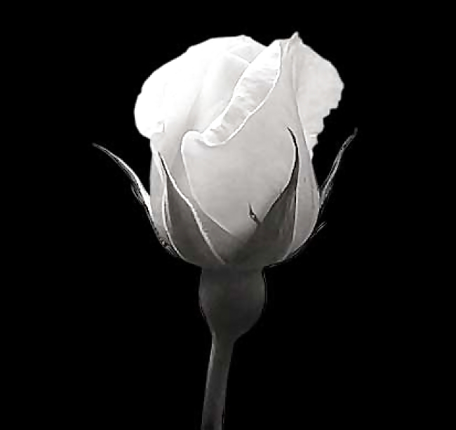 Rosa hermosa
 #2047357