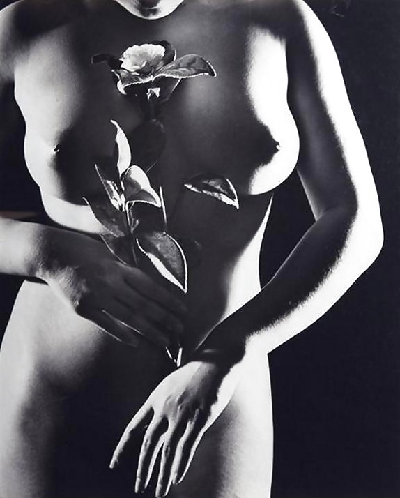 Rosa hermosa
 #2047363