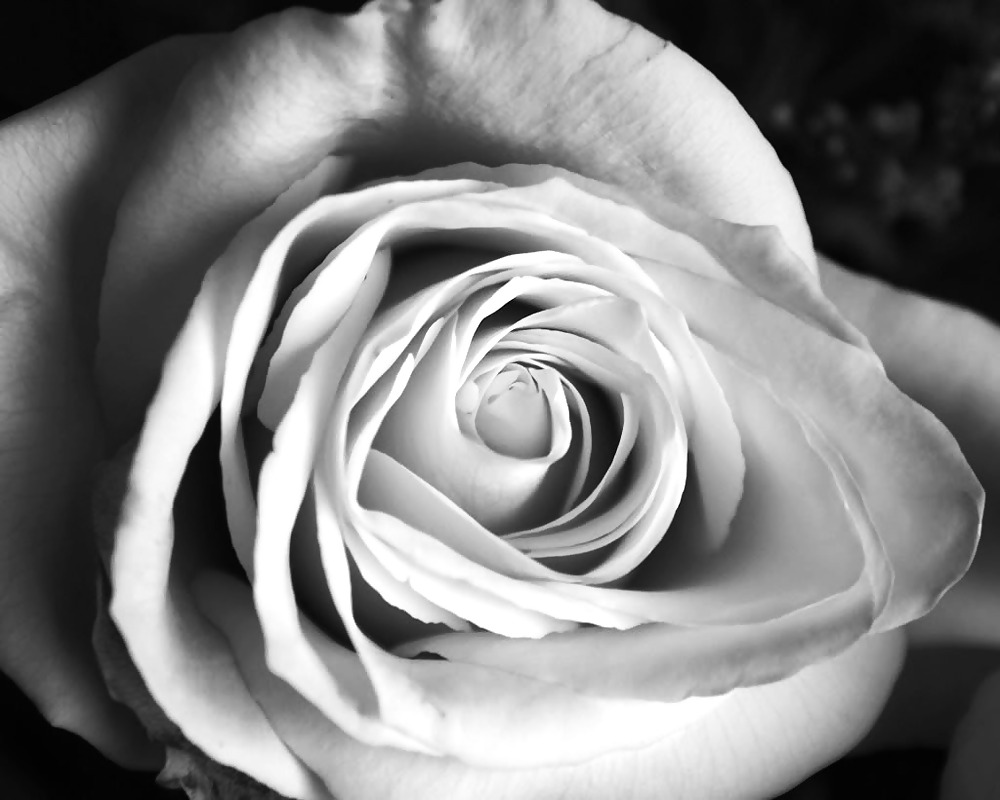 Rosa hermosa
 #2047369