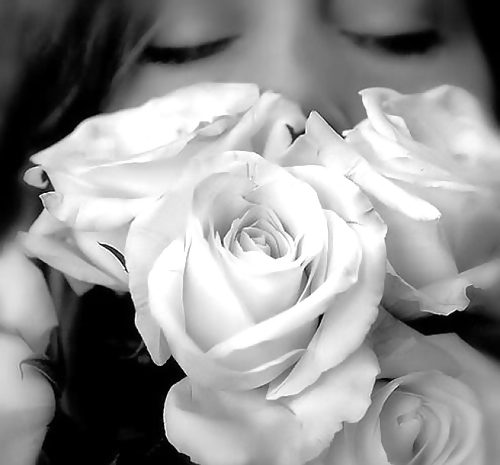 Rosa hermosa
 #2047377