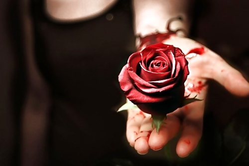 Rosa hermosa
 #2047382