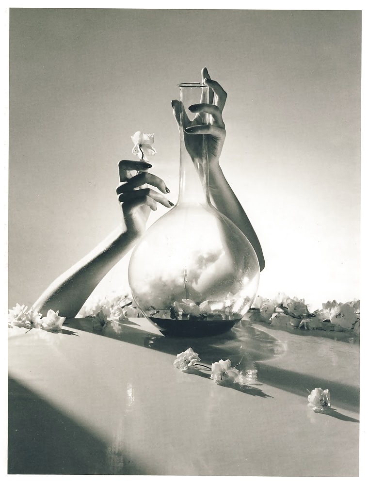 Rosa hermosa
 #2047390