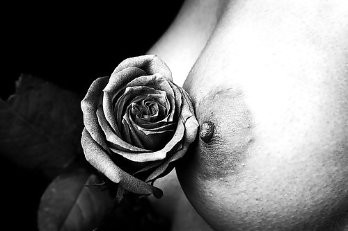 Rosa hermosa
 #2047394