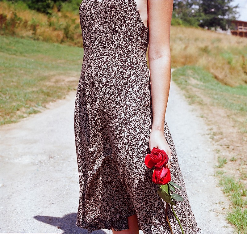 Rosa hermosa
 #2047404