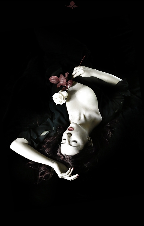 Rosa hermosa
 #2047421