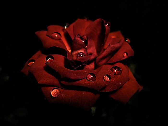 Rosa hermosa
 #2047425