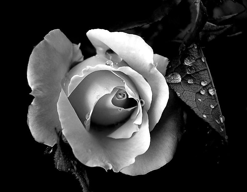 Rosa hermosa
 #2047454