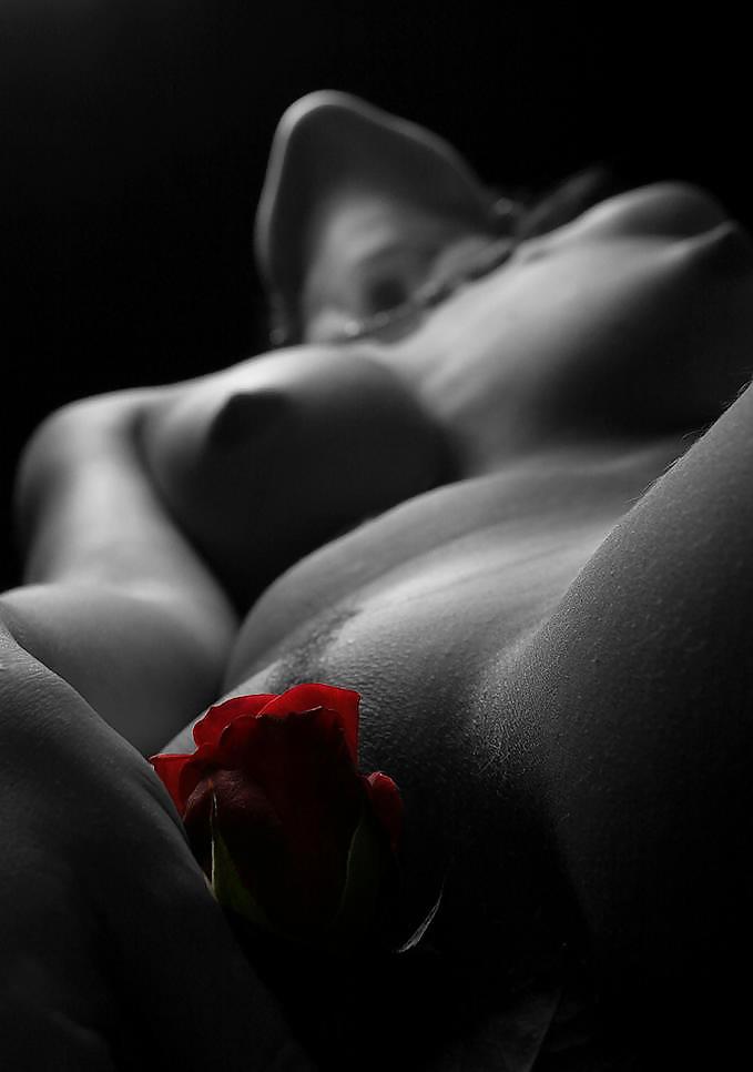 Rosa hermosa
 #2047460